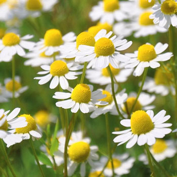 camomilla matricaria