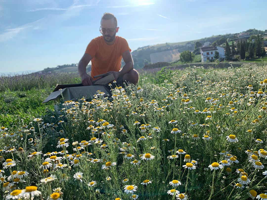 raccolta camomilla romana erbedimauro