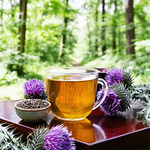 cardo mariano decotto