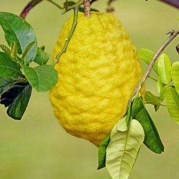 cedro