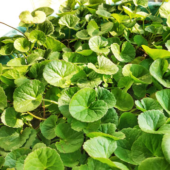 centella asiatica