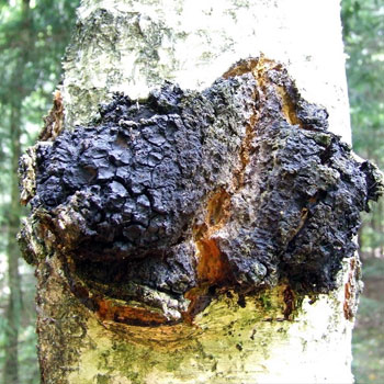 chaga