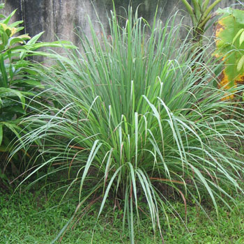 citronella