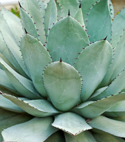 agave pianta 1