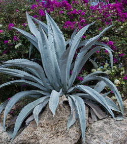 agave pianta 2