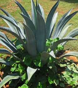agave pianta 3