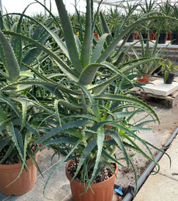 aloe arborescens 2
