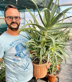 aloe arborescens pianta 1