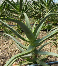 aloe arborescens 3