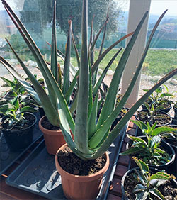 aloe vera pianta
