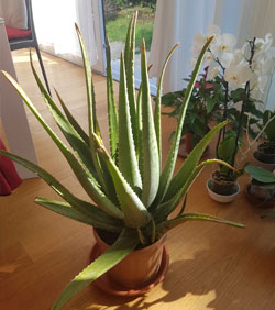aloe vera pianta 2
