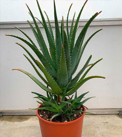 aloe arborescens sud africana