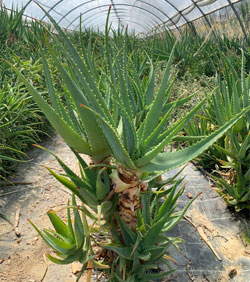 aloe arborescens foglia grande