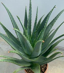 aloe arborescens grande 3
