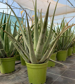 pianta di aloe vera 3