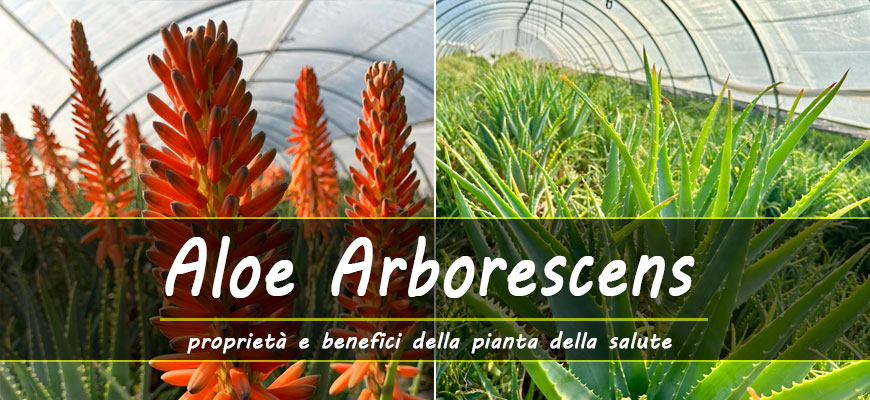 proprietà aloe arborescens
