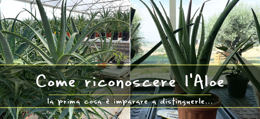 riconoscere aloe vera e aloe arborescens