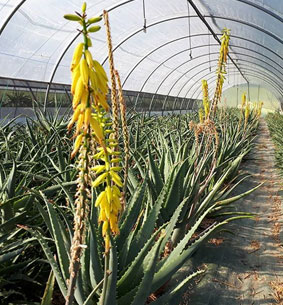 aloe vera erbedimauro