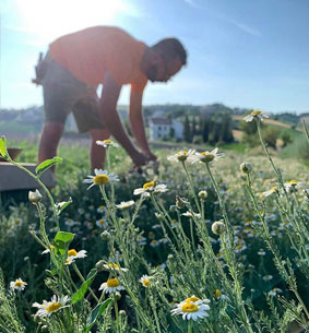 camomilla erbedimauro