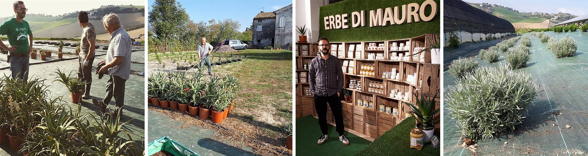 Mauro herbs width=