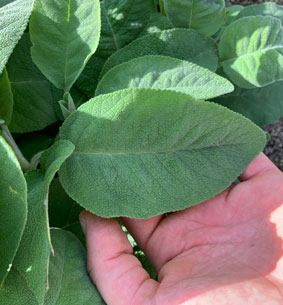 salvia