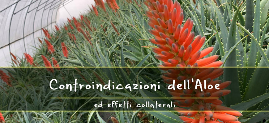controindicazioni aloe effetti collaterali