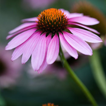 echinacea