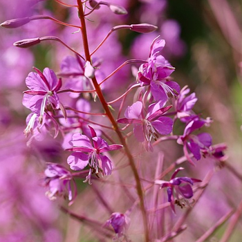 epilobio angustifolium