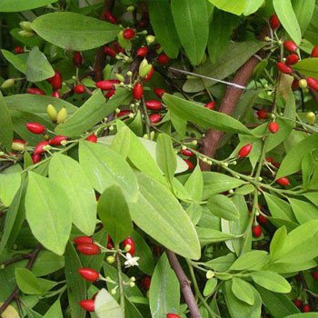 erythroxylum coca