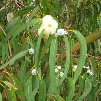 eucalipto globulus