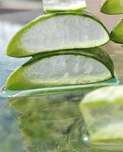 gel puro aloe vera
