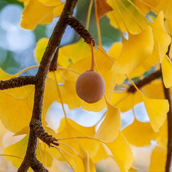 ginkgo biloba