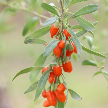 goji lycium barbarum