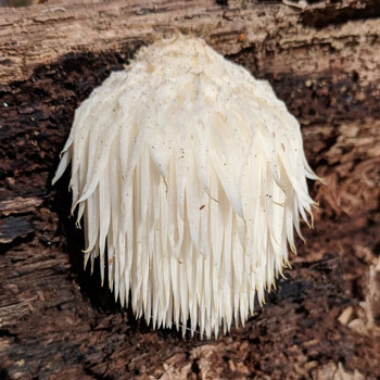 hericium