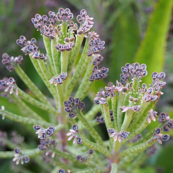 Kalanchoe delagoensis
