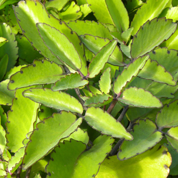 kalanchoe pinnata