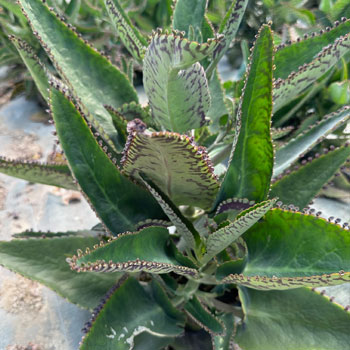 kalanchoe daigremontiana