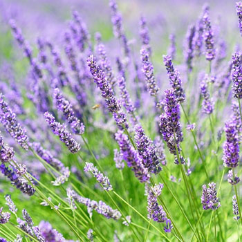 lavanda angustifolia