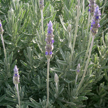 lavanda dentata