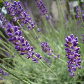 lavanda nana