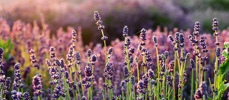 lavanda relax