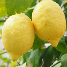 lemon