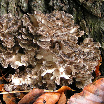 maitake grifola frondosa