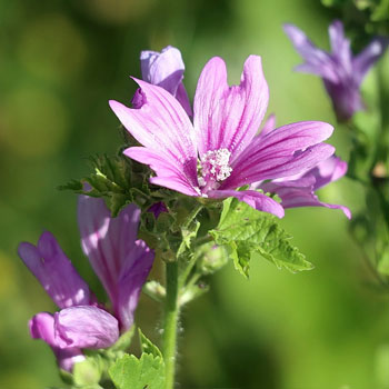 malva sylvestris
