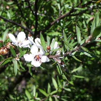 manuka