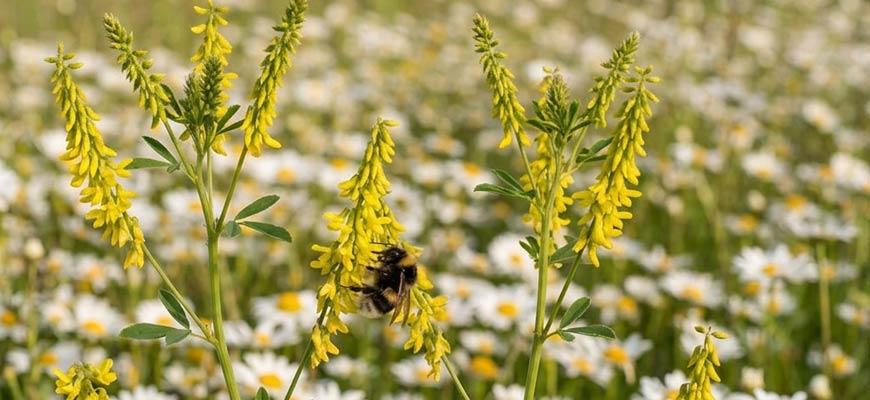 meliloto cumarine sangue