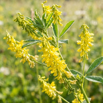 meliloto pianta fiori