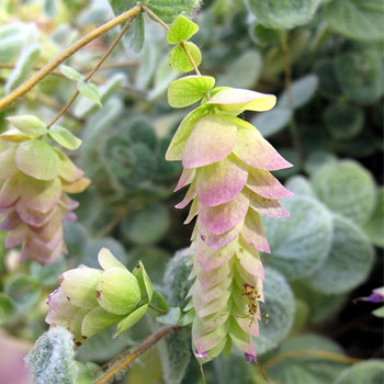 origano dittamo creta