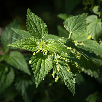 ortica urtica dioica