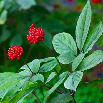 panax ginseng